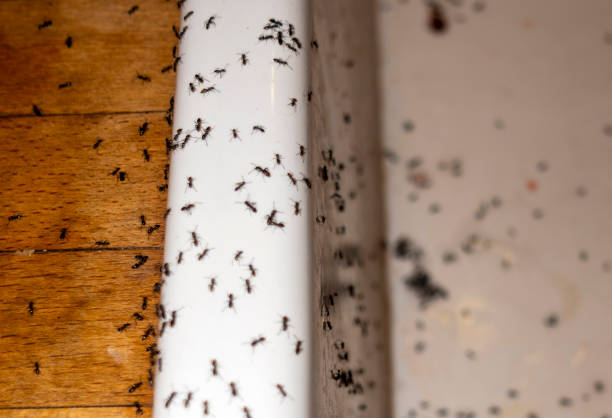 Best Wasp Removal Services  in La Villa, TX